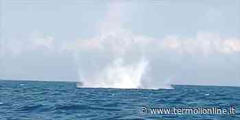 Sesta operazione di brillamento degli ordigni bellici al largo della costa - Termoli Online