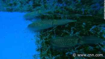 See why color-changing squid could help with development of invisibility cloaks