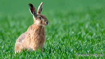 Feldhasen breiten sich in Metzingen aus: Warum die Jäger bei Meister Lampe ein Auge zudrücken - SWP