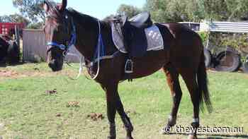 Local trainers nominated for Geraldton Cup concerned Perth horses will beat them to the finish - The West Australian