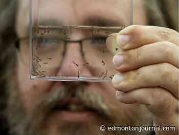 Edmonton mosquito population may double without helicopter spraying, city says