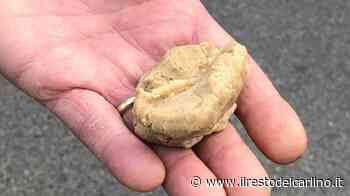 Maranello, trovate polpette avvelenate per uccidere i cani - il Resto del Carlino - il Resto del Carlino