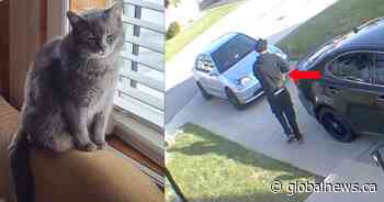 East Hamilton family searching for cat allegedly taken by pizza delivery driver