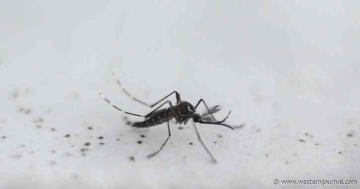 Federal Government Approves Release of Millions of Genetically Engineered Mosquitoes in California