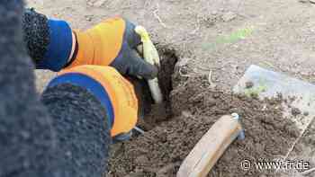 Spargel-Ernte in Hessen: Genug Personal, aber hohe Kosten - fr.de