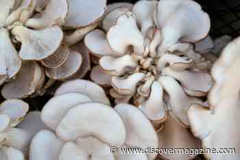 Fungi Could Make Soil From Asteroids and Homes on Mars