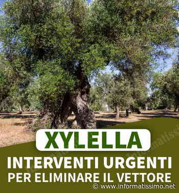 Xylella - Anche a Putignano interventi obbligatori per eliminare il vettore - Putignano Informatissimo