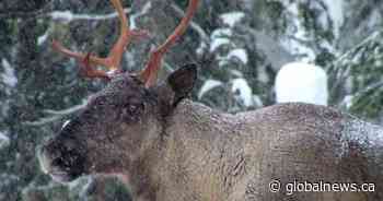 Alberta releases recovery plans for 2 threatened caribou herds