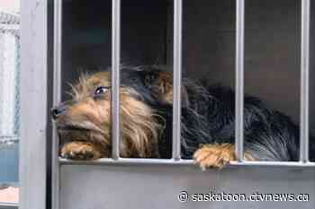 'We won’t exist anymore': Saskatoon SPCA says proposed funding increase is not enough