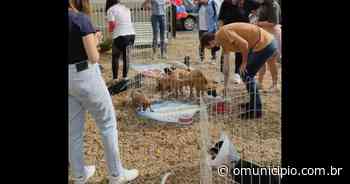 Acapra realiza primeira feirinha de adoção de 2022 neste sábado em Brusque - O Município