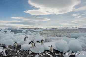 Get paid to watch penguins all day with this unique job