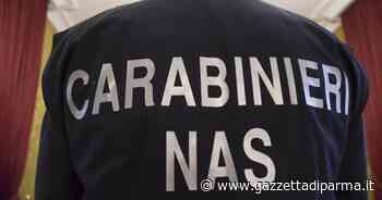 Parma, due ambulatori veterinari non erano in regola: sanzionati dai Nas - Gazzetta di Parma