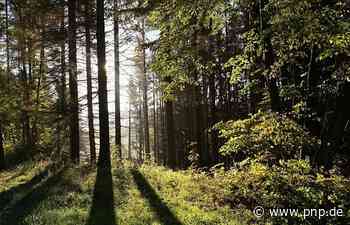 Vermisster 28-Jähriger aus Passau tot in Waldstück aufgefunden - Passauer Neue Presse - PNP.de