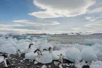 Get paid to watch penguins all day with this unique job - Ealing Times