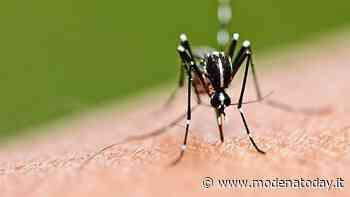 Sperimentazione contro la zanzara tigre, Carpi introduce i maschi sterilizzati - ModenaToday
