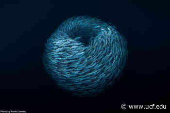 Using the Arts to Take a Deep Dive into the Sea - UCF