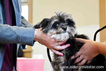 Langley pets get microchipped – Aldergrove Star - Aldergrove Star