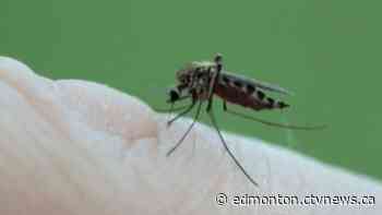 Mosquito population in Edmonton could double under new pest control plan - CTV News Edmonton