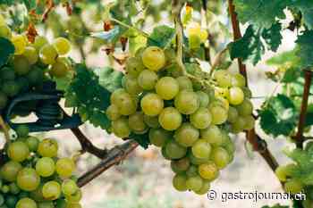Kein Schutz für die Weine aus der Gemeinde Champagne im Waadtland - GastroJournal