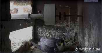 Drie families slechtvalken in Brussel te volgen via livestream - Het Laatste Nieuws