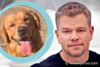 Watch and Decide: Does This Golden Retriever Look Like Matt Damon? - Yahoo Life