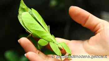 Modena, weekend con EntoModena la mostra mercato degli insetti - La Gazzetta di Modena
