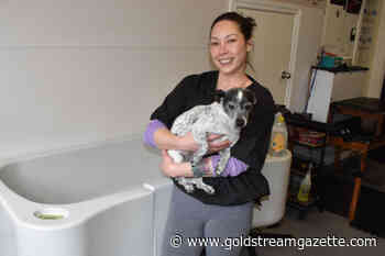 Local dog groomer in Sidney expresses support for shut-down competitor – Goldstream News Gazette - Goldstream News Gazette