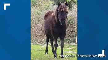 Bee's back! Corolla Wild Horse Fund gets second glimpse of colt born in 2021