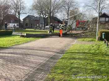 Scheef hangende boom omgezaagd in Jubbega - WâldNet
