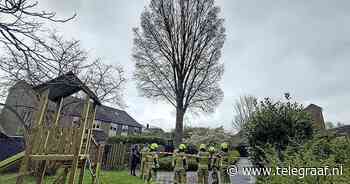 Grote boom dreigt om te vallen in Zwaag, huizen ontruimd - Telegraaf.nl