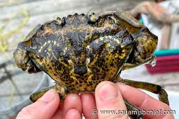 What does a European green crab look like? - Squamish Chief