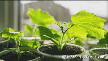 Grow with KARE: Seed starting mistakes