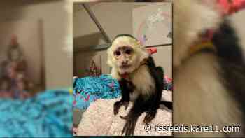 UPDATE: Police say monkey theft occurred in North St. Paul, not Maplewood Cub Foods parking lot