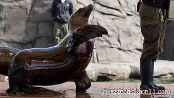 Sparky the Sea Lion shows back at Como Zoo after 4-year absence
