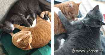 La storia di Tito: trovato da cucciolo spaventato e schivo, si fa accarezzare dopo 7 anni - Kodami