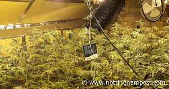Man flees as police find £150,000 cannabis farm in Sutton-in-Ashfield - Nottinghamshire Live