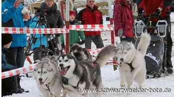 Zwölf tote Huskys - Wird es jemals wieder Schlittenhunderennen in Dobel geben? - Schwarzwälder Bote
