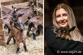 Dresden: Ei, sind die süß! Doch nicht alle Lämmer erleben das Osterfest - TAG24