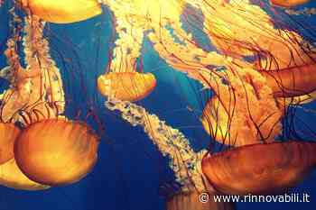 One Ocean Summit, le proposte UE per tutelare la biodiversità marina - Rinnovabili