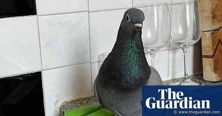 ‘I’m not the pigeon guy – I just happen to have a pigeon’: Jeffery Jones’s best phone picture