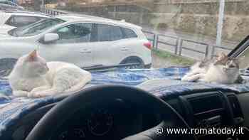 La storia dei turisti derubati del camper a Roma. Nel mezzo c'erano anche due gatti e un cane