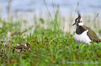 Coburger Land - Mit langem Atem für Kiebitz und Co. - Neue Presse Coburg