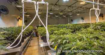 Huge increases seen in patients, purchases in Louisiana's medical marijuana program - The Advocate