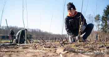 Kortenberg plant dit jaar 110 bomen aan | Kortenberg | hln.be - Het Laatste Nieuws