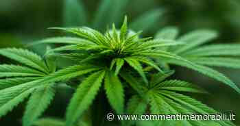 Criticati per “fumare erba”: era solo una pianta puzzolente del vivaio - Commenti Memorabili
