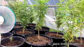 Arresto per spaccio, troppo odore di "erba" per le scale: scoperta coltivazione casalinga - BolognaToday