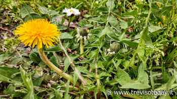 Tarassaco l'erba spontanea che fa un gran bene: proprietà e ricette - TrevisoToday