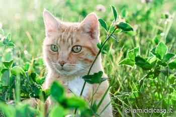 Erba gatta: perché Micio ne è attratto? Fa bene? Amici di Casa - Amicidicasa.it