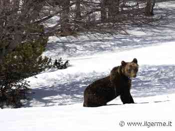 Dai rifiuti ad erba e formiche: Juan Carrito aggiorna la dieta sui monti della Maiella - ilGerme