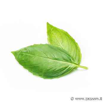 Erba aromatica per patate o focaccia - Cruciverba - Zazoom Blog